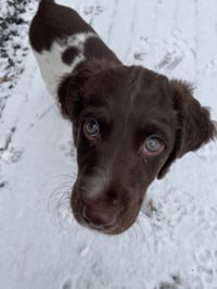 Sam