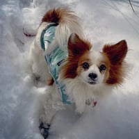 Pixie