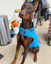 Zeus