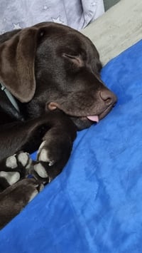 Bubu