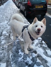 Lola