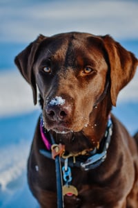 Aspen