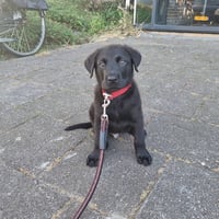 Lilo