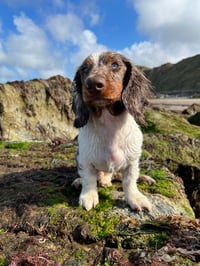 Arlo