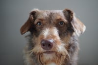 Trix