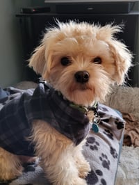 Felix