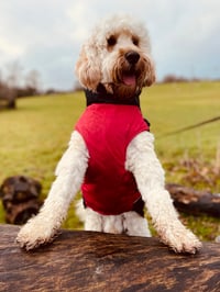 Winston
