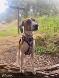 Darla