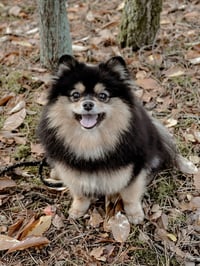 Teddy