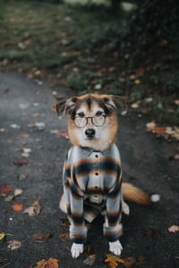 Foxy