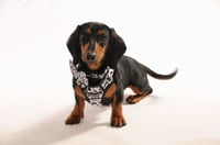Rolo