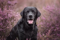 Juno