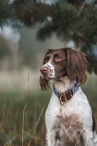 Bonnie