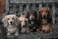 Cookie, Hattie, Slinky, Annie