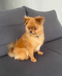 Frankie