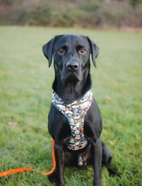 Oscar