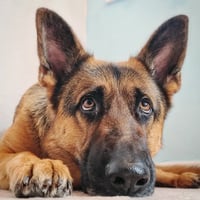 Buddy