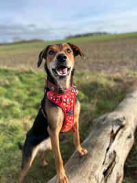 Lilah