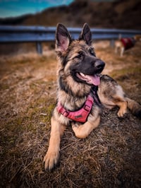 Freya