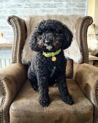 Hazel