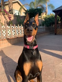 Nova