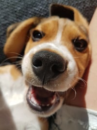 Gappie
