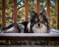 Little Man Koda