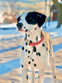 Bruno