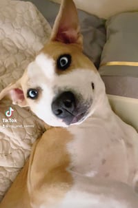 Sammi