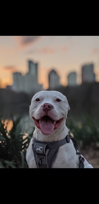 Mochi