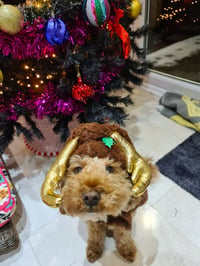 Winston
