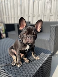 Mylo