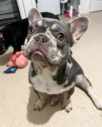 Reggie