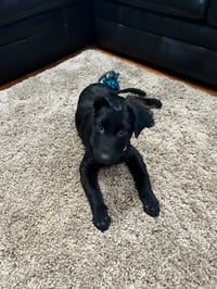 Bellatrix
