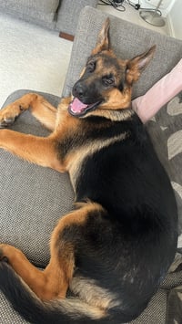 Nico