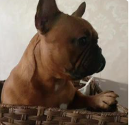 Marcel