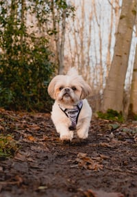 Roxy