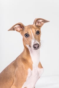 Gus