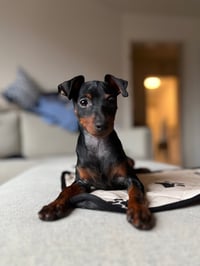 Odie