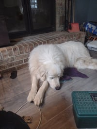 Zeke