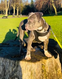 Zeus