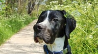 Diesel