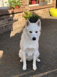 Lex