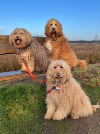 Angel & Diva & Blaze