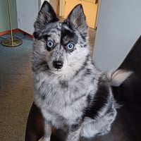 Zima