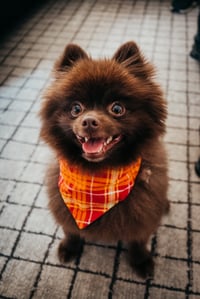 whiskey