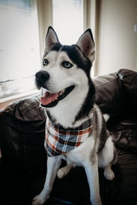 zeus