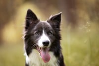Balou