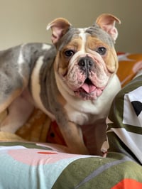 Millie