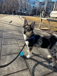 Bowie